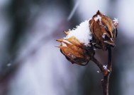 冰凌挂满枝头，静赏冬日魔法时刻