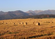 滨州超百亩土地遭破坏事件真相揭晓，呼吁保护土地资源行动迅速启动！